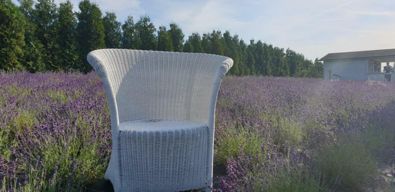 Noclegi Biała Róża Boleslawiec  Exterior foto